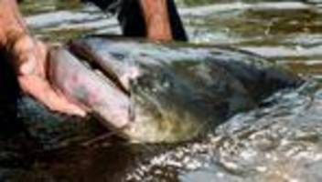 rückblick: tierisches 2025 - von wels-alarm bis verschlucktem ehering