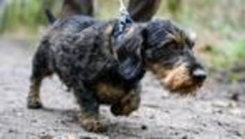 Verdächtiger floh: Vergiftete Leberwurst-Brötchen verteilt? Polizei warnt