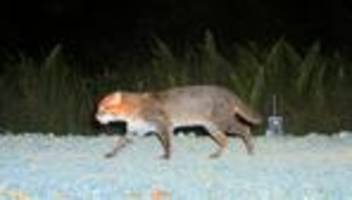 Flachkopfkatze: Für ausgestorben gehaltene Wildkatze in Thailand entdeckt