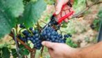 Landwirtschaft: Verband: Deutscher Weinanbau steckt in historischer Krise