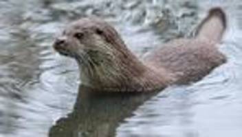 Tiere: Mehr Otter in Hessen – Art bleibt dennoch gefährdet