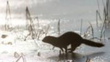 Tiere: Otter oder Mink? Verwechslungen keine Seltenheit