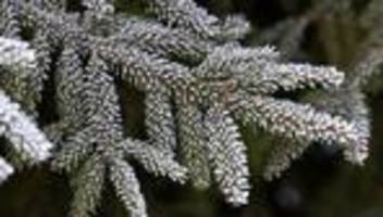 Wintersport: Nur ein Hauch von Schnee im Thüringer Wald