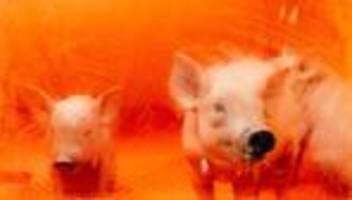 xenotransplantation: die nieren arbeiten, als kämen sie von einem gesunden lebendspender