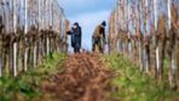 deutscher weinanbau: bauernverband sieht deutschen weinbau in historischer krise