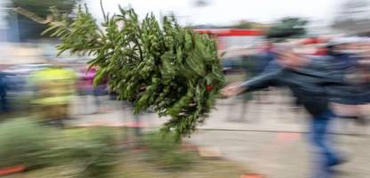 Weihnachtsbäume: Entsorgung nach dem Fest – Tipps und ungewöhnliche Methoden