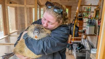 böller und raketen: für manche beginnt jetzt die schlimmste zeit des jahres