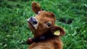 fitness von kühen: wenn das kuhohr verdächtig wackelt