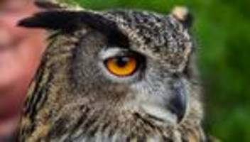 In Carport gefunden: Rettung an Weihnachten: Uhu zur Auffangstation gebracht