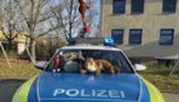 Kurioses: Kuscheltier-Alarm auf Autobahn – Polizei rettet Stofftiere