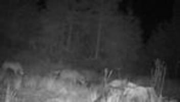 Tote Ziegen: Wolfssichtung bei Forbach: Experten prüfen Ziegenrisse