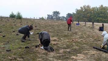 Baumberge in Heiligensee: Vom Panzerfahrplatz zum Naturschutzgebiet