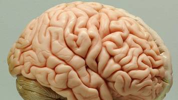 Kalorienärmere Ernährung kann Alterung des Gehirns verlangsamen