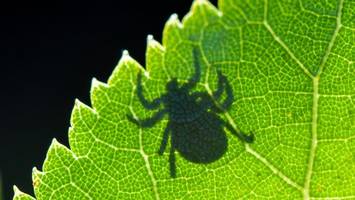 borreliose durch zecken: so viele fälle in berlin wie noch nie