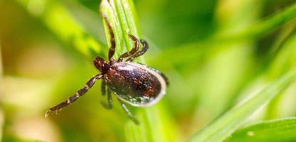 Borreliose: Die Krankheit wird durch Zecken übertragen - Berlin meldet so hohe Fallzahlen wie noch nie