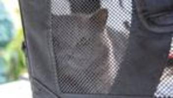 Tiere als Geschenk: Wieder zig Haustiere in der Weihnachtszeit ausgesetzt