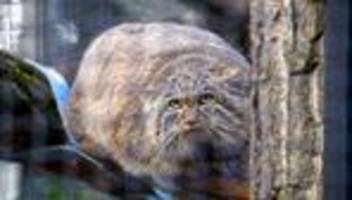 Tierisches: Seltene Manul-Katzen ziehen im Zoo Neuwied ein