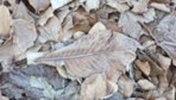 Wetter: Sprühregen, Glätte und Sonne in Hessen zum Jahresende