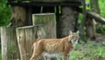 wildtiere: mehr pinselohren sollen pirschen