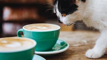 kaffeevollautomat – der größte wortbetrug dieses jahrtausends