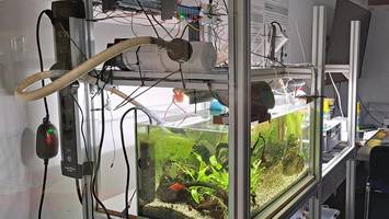 Urbaner Gemüseanbau mit KI: Landwirtschaft der Zukunft wird erforscht