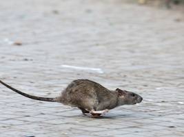 verhaltensbiologie: auch ratten kiffen gegen stress