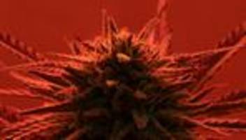 cannabislegalisierung: die schweiz kifft vor