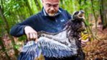 Tiere: Seeadler-Experte: Unbekannte zerstören Baum mit Adlerhorst