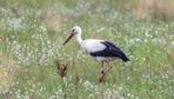 Tierseuche: Vogelgrippe in Spanien: Kommen 2026 weniger Störche zurück?