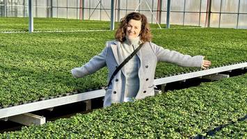 glücksklee zu silvester: in gönnebek hat der klee immer vier blätter