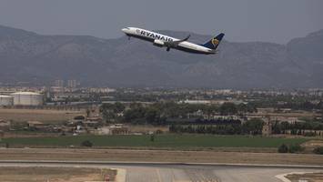 hundewelpe legt flughafen auf mallorca lahm – und löst angst bei passagieren aus