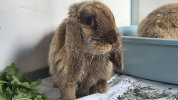 Kaninchen ausgesetzt: Peta verleiht Negativpreis an Momfluencerin