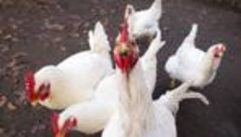 Landkreis Cloppenburg: Masthühner im Wald ausgesetzt