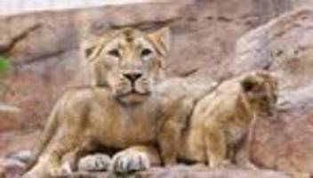 Raubtierhaus geschlossen: Löwen-Nachwuchs im Nürnberger Tiergarten