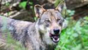 Tiere: Mehr Wolfsangriffe in Niedersachsen