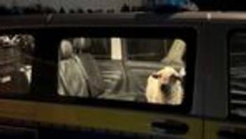 Tiere: Polizei nimmt ausgebüxtes Schaf fest