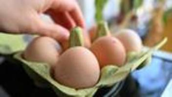 Tierseuche: Geflügelpest sorgt für Engpässe bei Eiern