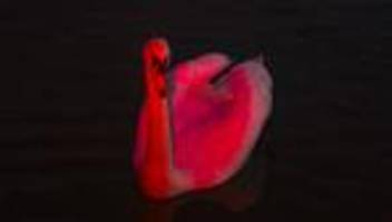 Die blutige Kammer von Angela Carter: Wild