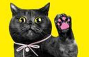 KATZEN!-Ausstellung in Hamburg: In der Kommandozentrale der Katzenhysterie