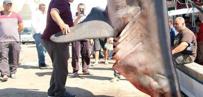 illegale fischerei im mittelmeer: wurden 2025 mehr als 40 weiße haie getötet