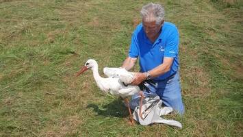 Hamburger Storch „Alexander“ in Spanien verendet – vermutlich an Vogelgrippe