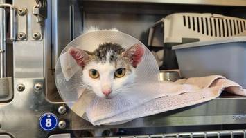 Tierquälerei in Bergedorf: Elf Katzen bei eisiger Kälte an Mülltonne ausgesetzt