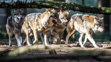 Wie der Wolf im Hamburger Süden die Menschen emotionalisiert