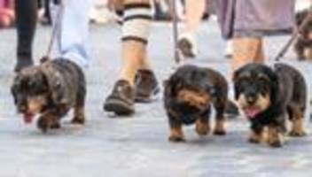 Buntes: Neuauflage der Dackelparade in Regensburg geplant