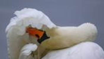 tiere: schwan verschwindet von dorfweiher – polizei sucht hinweise