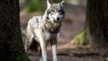 Wölfe: Herdenschutz bleibt im Umgang mit dem Wolf wichtiges Ziel