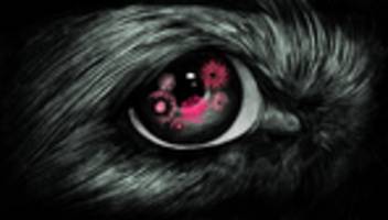 Tiere an Silvester: So erleben Tiere die Silvesternacht