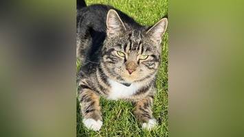 Kater „Teddys“ letzte Stunden. Der einsame Tod eines Haustieres