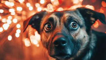 silvester-feuerwerk macht tieren angst – was sie dagegen tun können