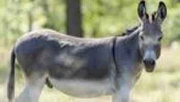 Unfälle: Zwei Esel sterben nach Zusammenstoß mit Auto